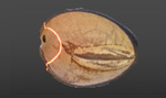 proyeccion laser inside